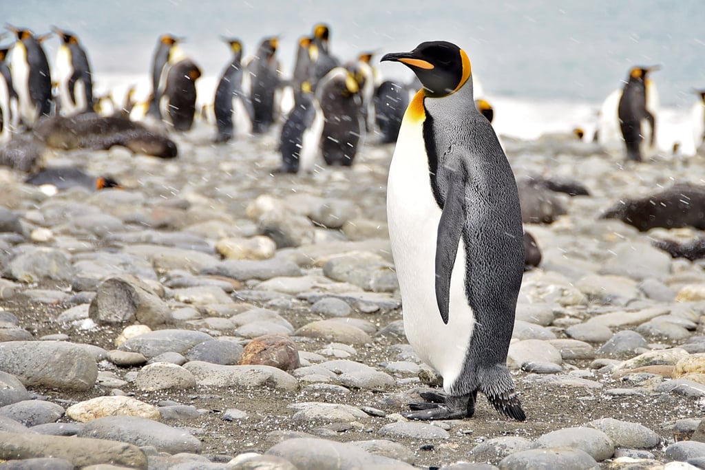 Antarctica King Penguins