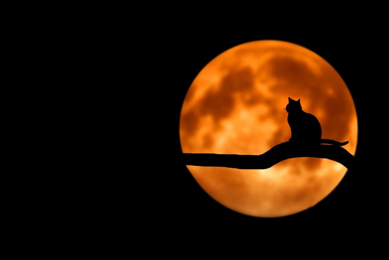 Cat Silhouette Zoom Background
