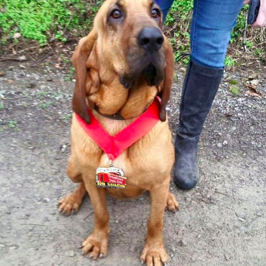 Dog Runs Half Marathon in Alabama