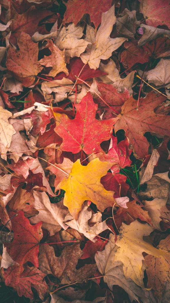 Fallen Leaves iPhone Wallpaper