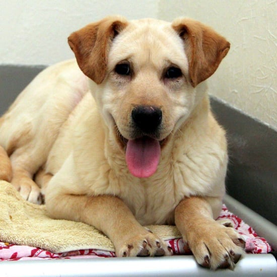 San Francisco SPCA Korean Dog-Meat Farm Rescues