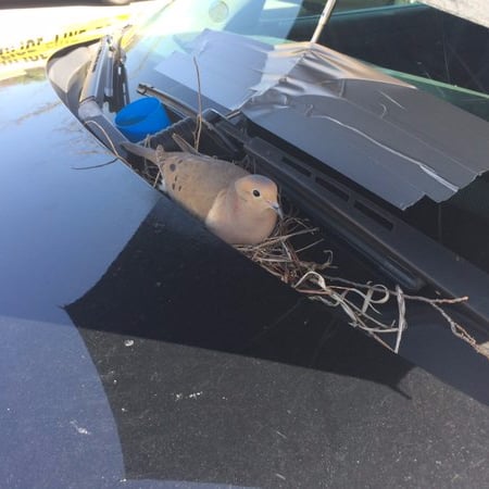 Bird Nesting in Police Car