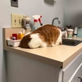1 Cat Had the Best Reaction to Being Brought to the Vet, and We Can't Keep It Together