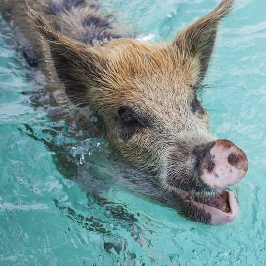 Exotic Animal Vacations