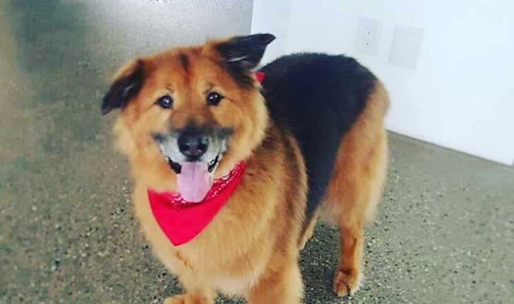 Chelsea Handler's Dog Chunk Dies | POPSUGAR Celebrity