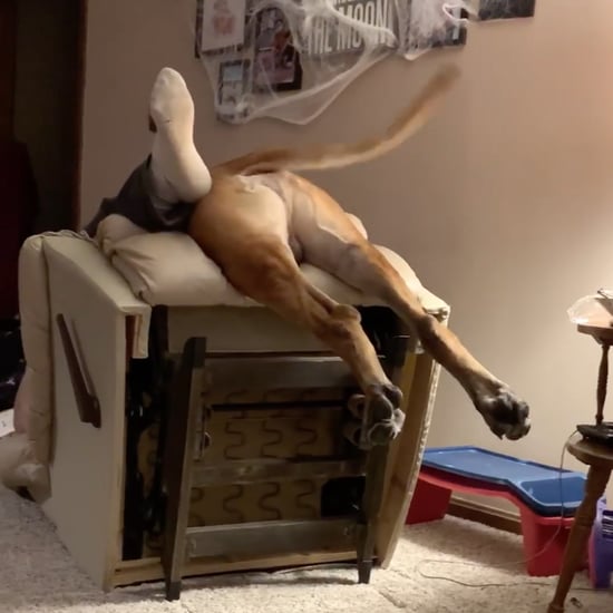 English Mastiff Dog Knocks Over Owner on Chair | Video