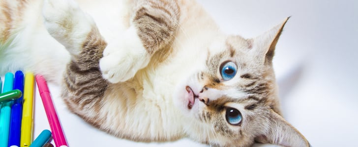 Watching Cat Videos Is Good For Your Health