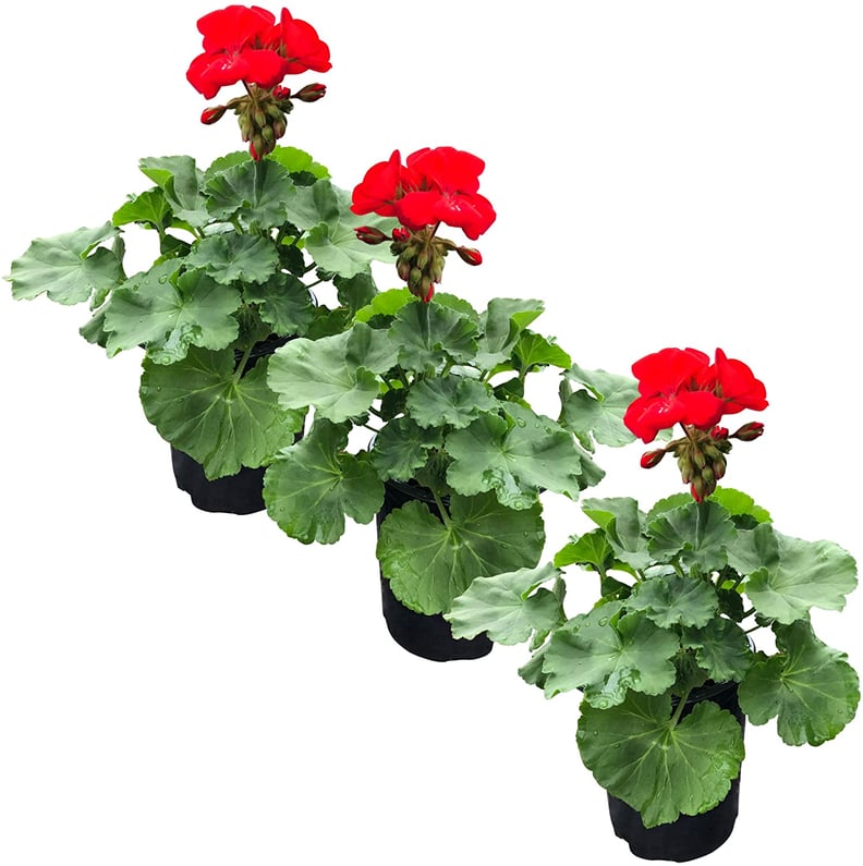 The Three Company Live Flowering Zonal Geraniums (3-Pack)