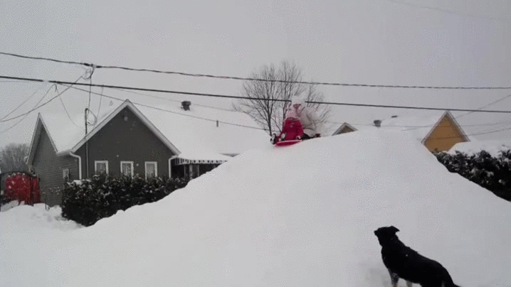 Cute Dog GIFs