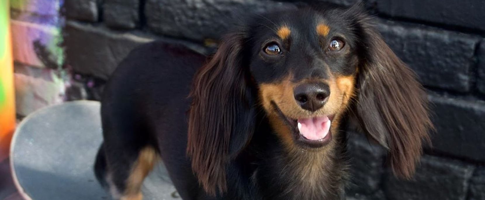 weiner dog on a skateboard