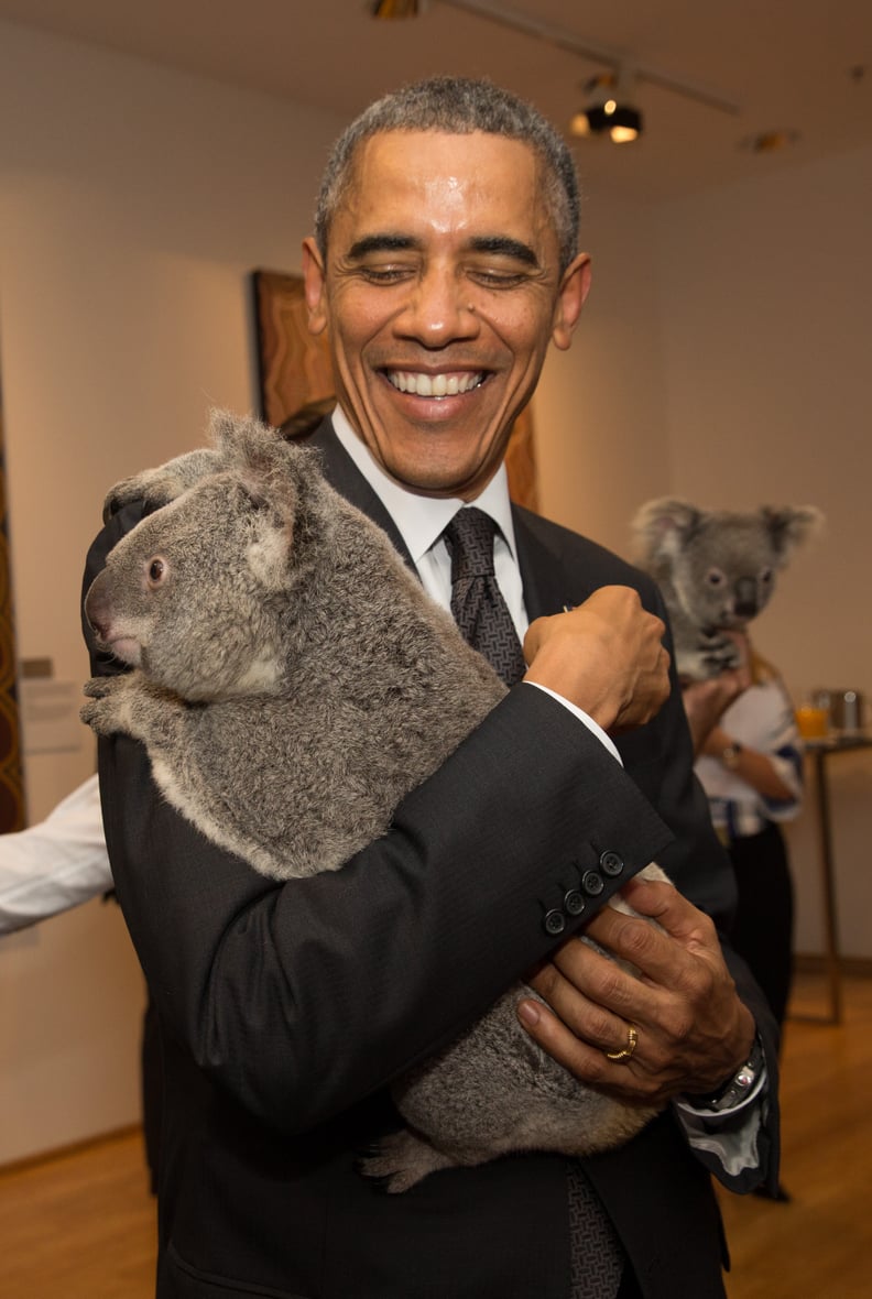 He's held a koala!