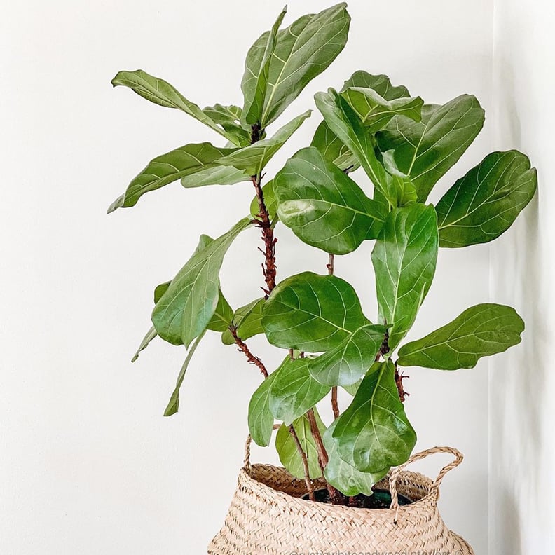 Funny Plant Name Ideas PS UK Home