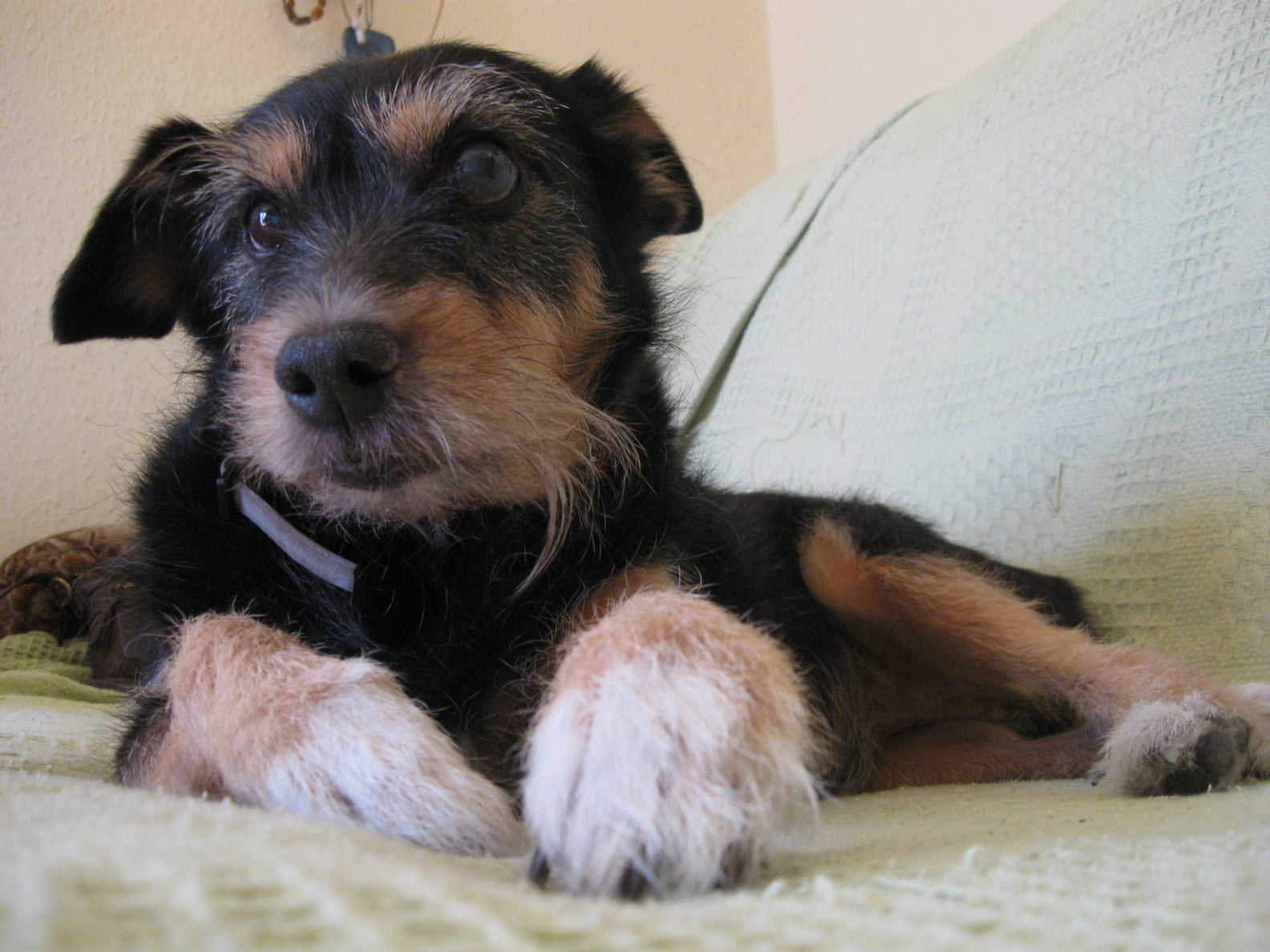 Reasons to Adopt an Older Dog POPSUGAR Pets