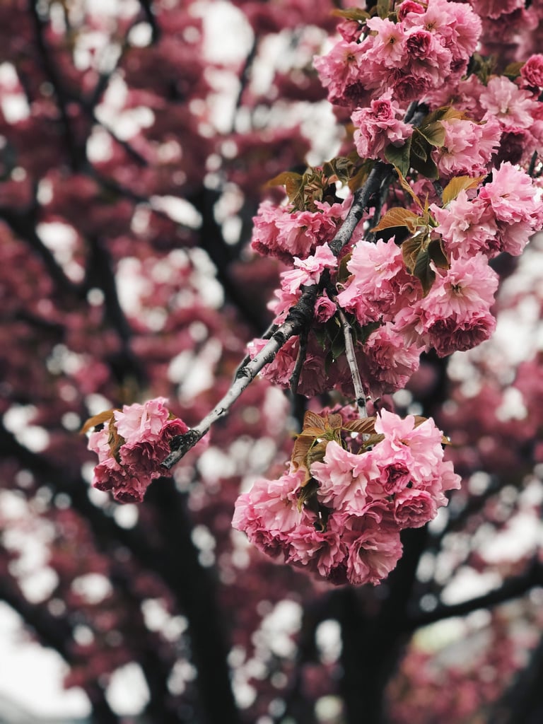 Pretty Photos of Cherry Blossoms