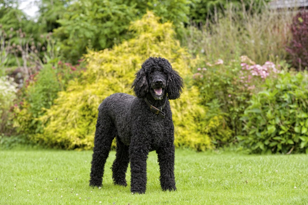 Poodle Dog Breeds That Don't Shed POPSUGAR Pets Photo 7