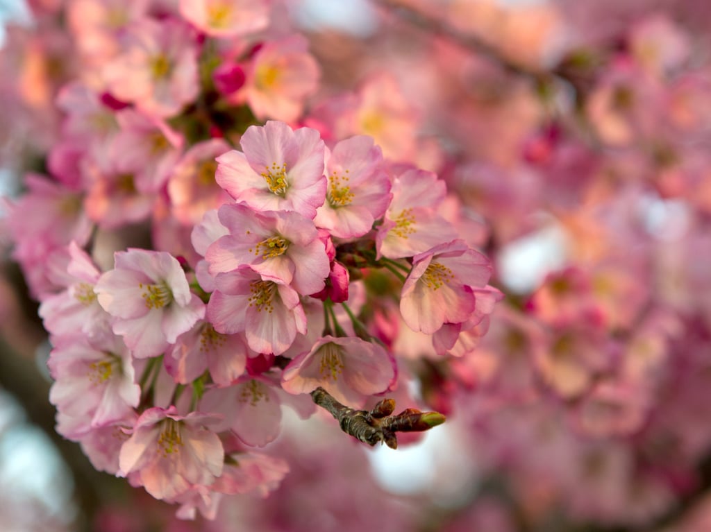 Washington DC Cherry Blossoms