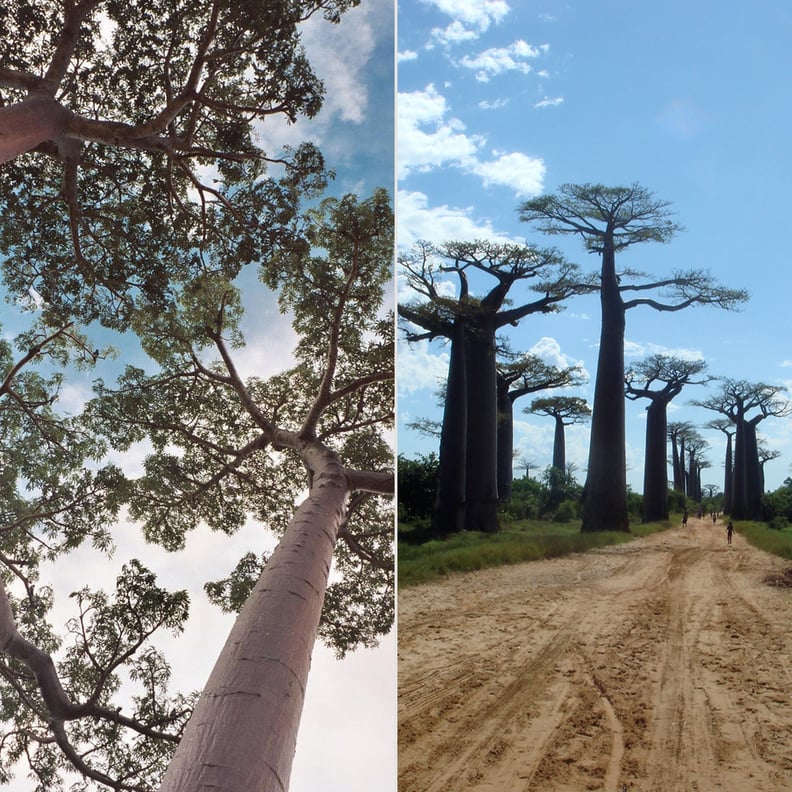 Avenue of the Baobabs, Madagascar