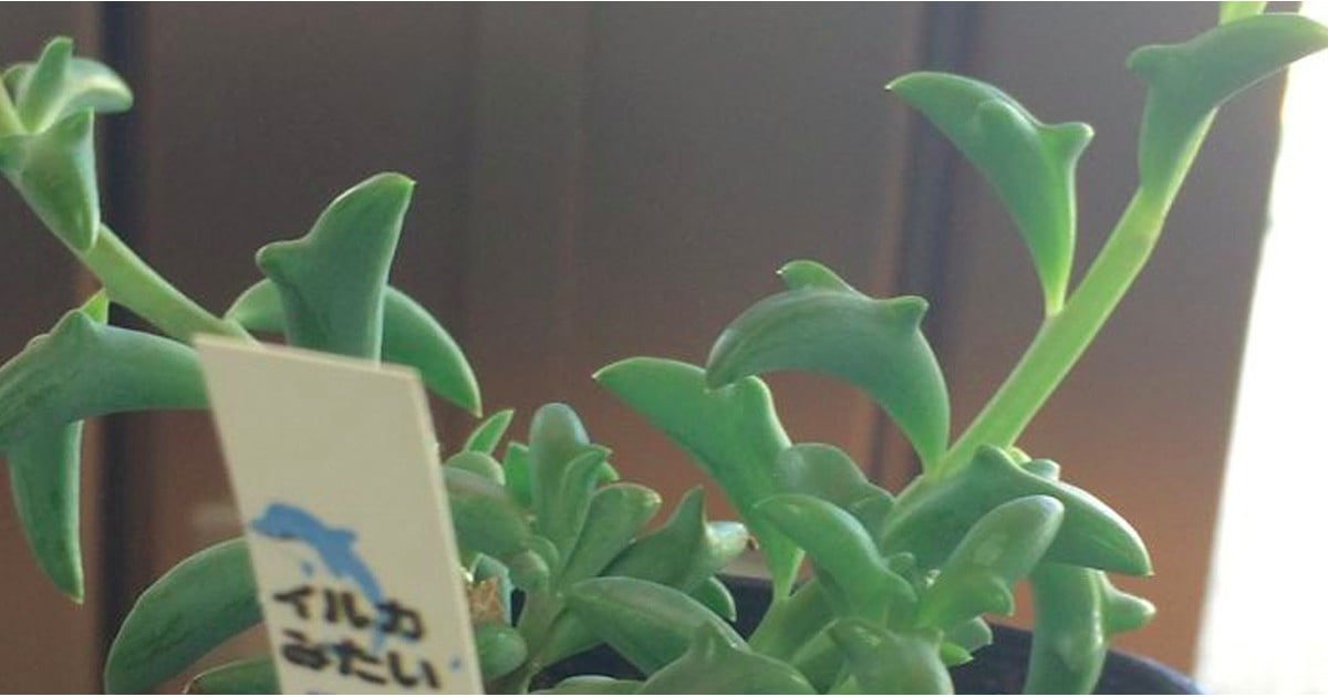 Dolphin Succulent Senecio Peregrinus POPSUGAR Home