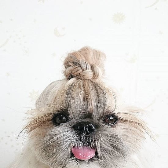 Stylish Instagram Pets