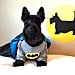 Angus the Scottish Terrier in Costumes