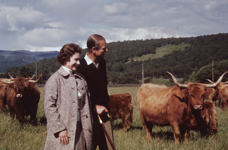 Her majesty owns around 100 Highland cattle