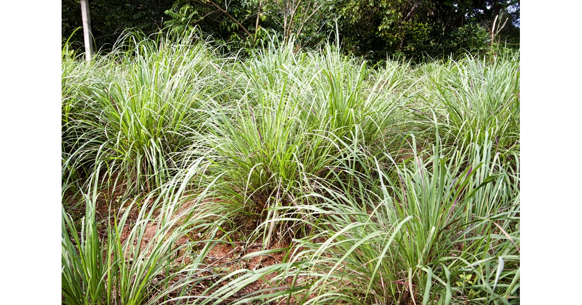 Lemongrass MosquitoRepelling Plants POPSUGAR Home Photo 26