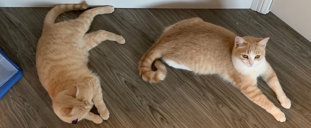 What Is It Like to Foster Kittens For the First Time?