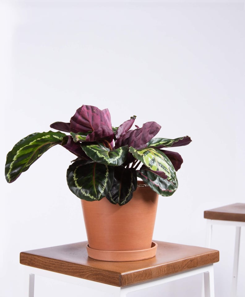 Potted Calathea Medallion Indoor Plant