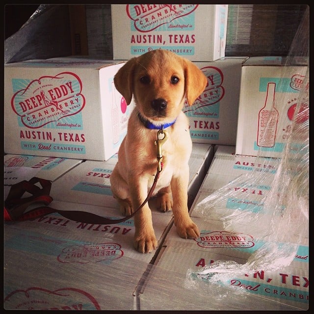 Even Adorable Pups Got in on the Fun Even Adorable Pups Got in on the Fun