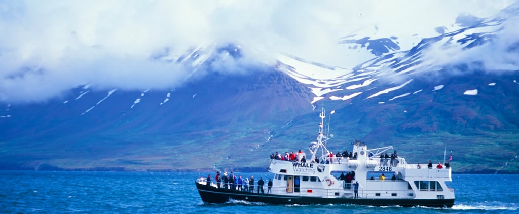 Where to Go Whale Watching