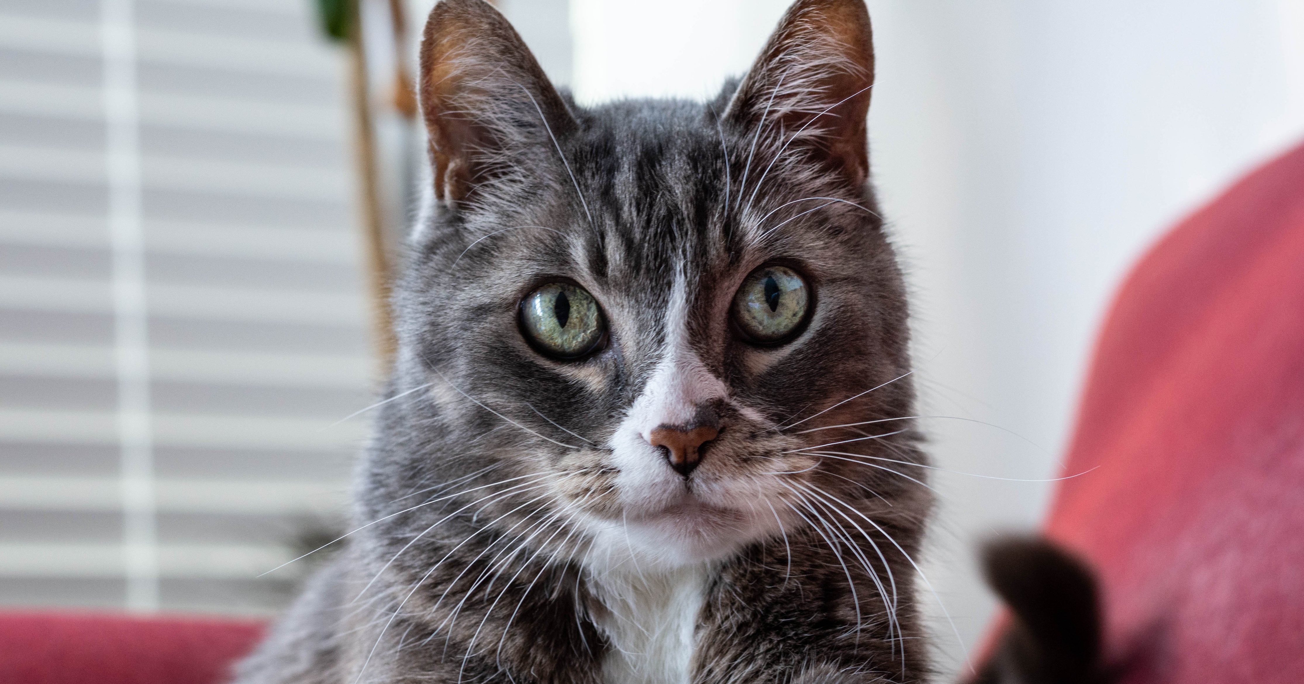 Why Does My Cat Stare at Me? POPSUGAR Pets