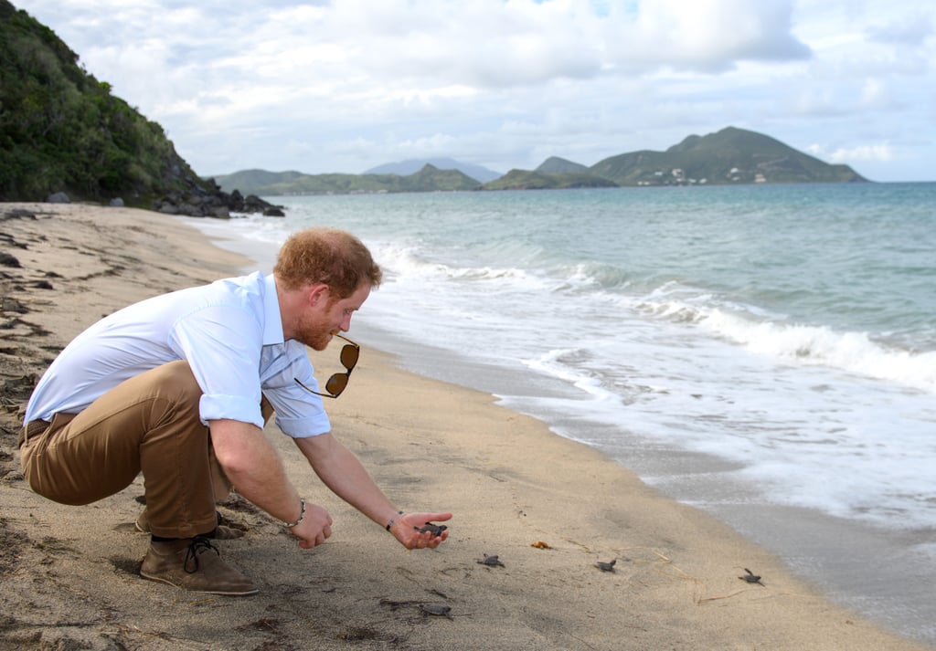 Prince Harry With Turtles in the Caribbean 2016