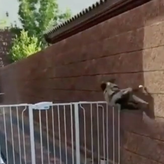 Australian Shepherd Uses Parkour Jump Over Fence Video Popsugar Uk Pets Australian Shepherd Uses Parkour Jump Over Fence Video Popsugar Uk Pets