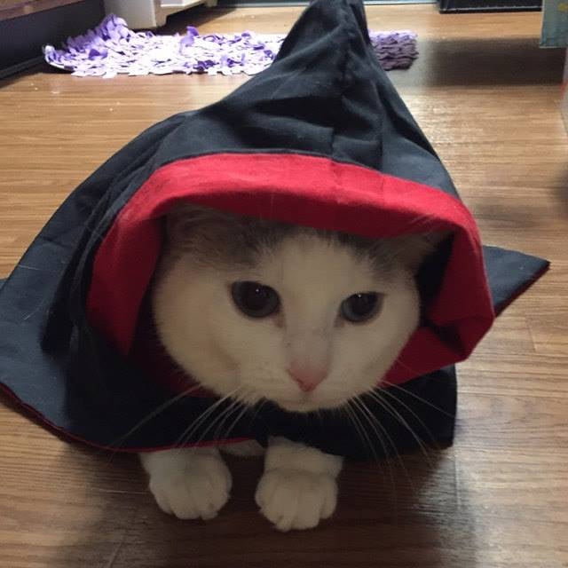 Black Wizard & Witch Robes for Dogs and Cats
