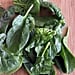 What Is Sorrel Spinach Dock?