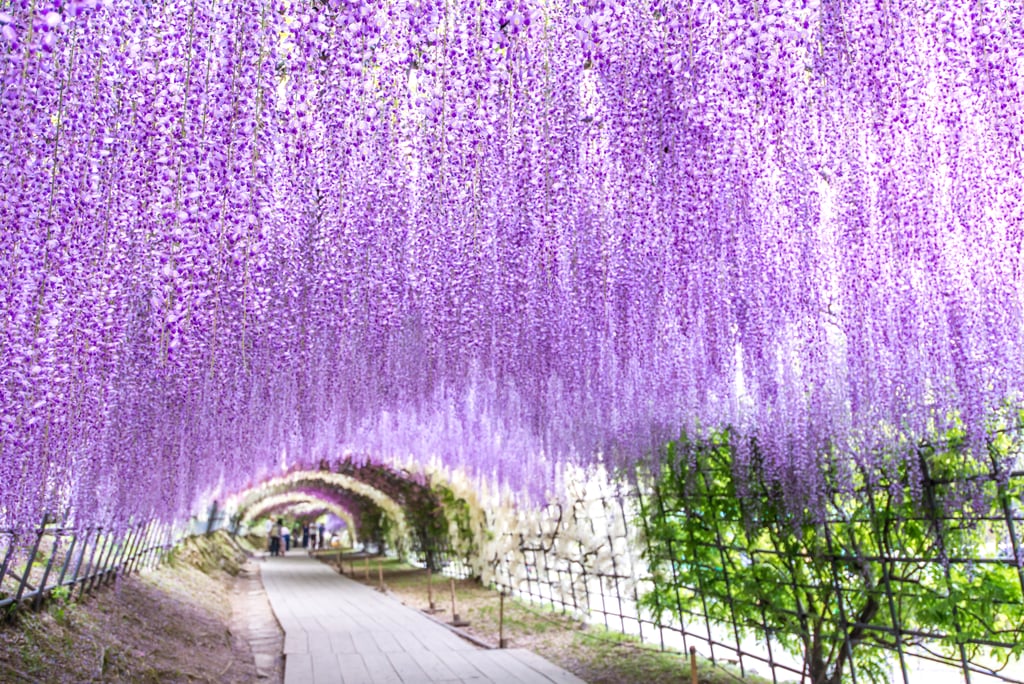 Run Through a Wisteria Flower Tunnel in Japan