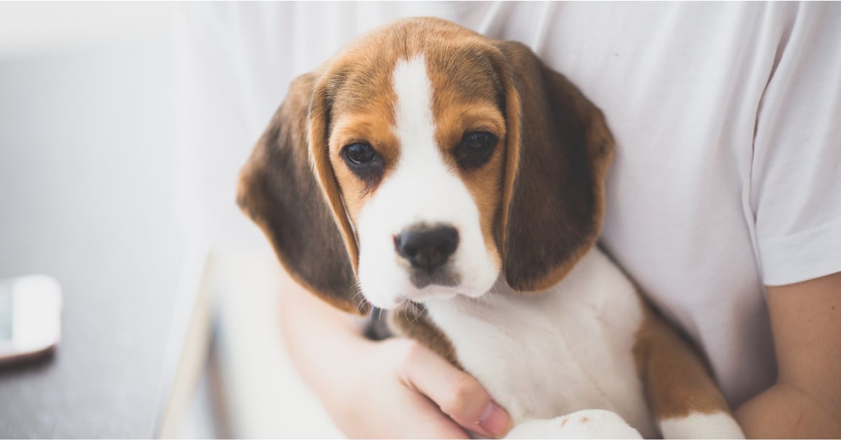 How Dogs In The Workplace Promote Wellness Popsugar Money Career