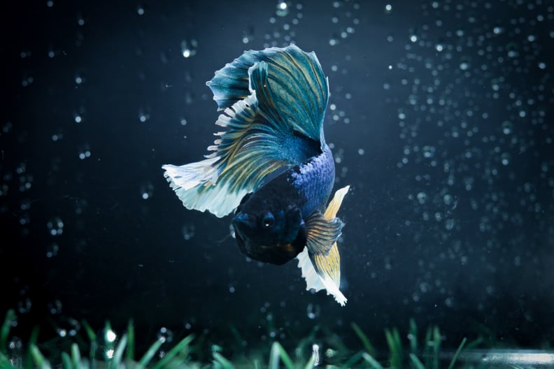 Is It Normal for Betta Fish to Lose Their Fins?
