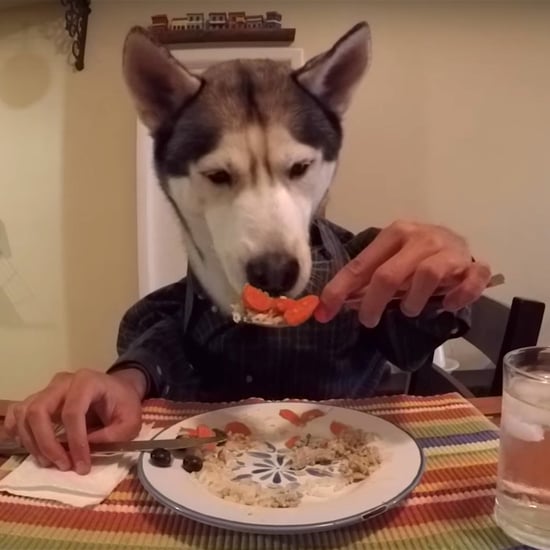 Dogs Eating With Human Hands