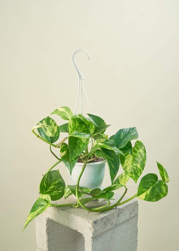 Best Indoor Plants For Dorms POPSUGAR Home
