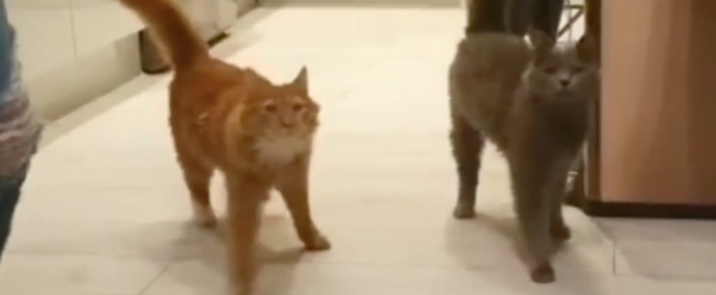 Video of Cats With Disabilities "Marching" to Dinner