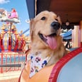 We Can't Help But Squeal "Good Boy" at These Adorable Service Dogs at Disney Parks