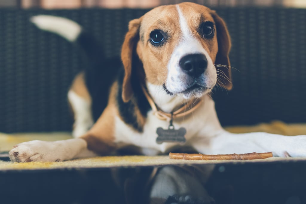 Cutest Pictures of Beagles