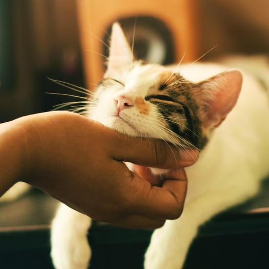 Vaccine That Keeps People From Being Allergic to Cats