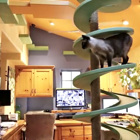 Man Turned His Home Into a Cat Playland