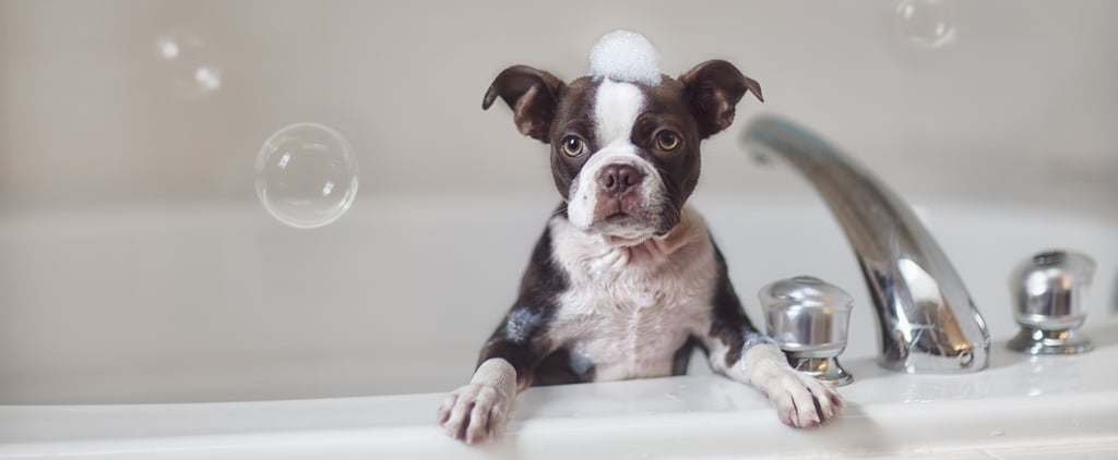 At-Home Dog Grooming Tips