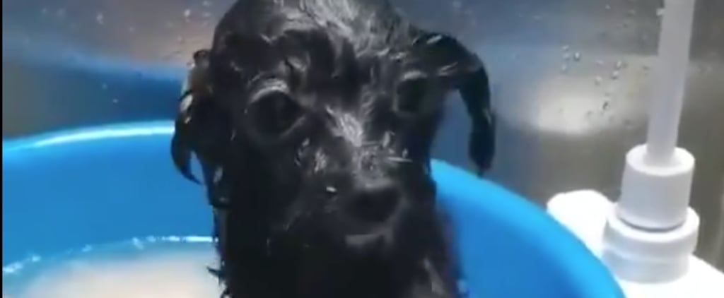 Video of a Dog Getting a Head Rub From His Friend