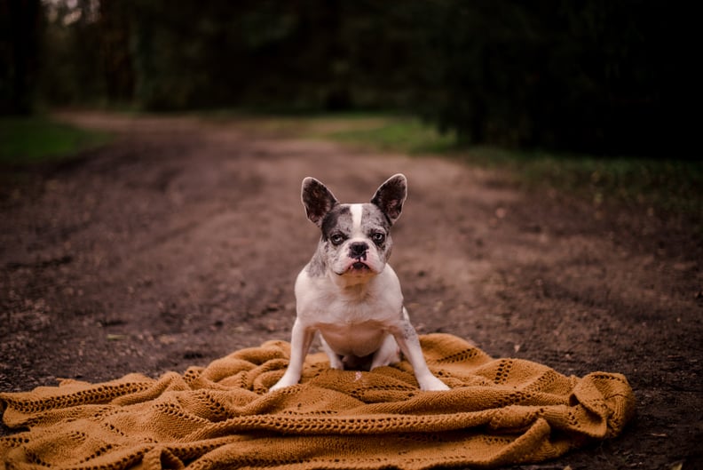 More Photos From the Dad Bods & Rescue Dogs 2020 Calendar