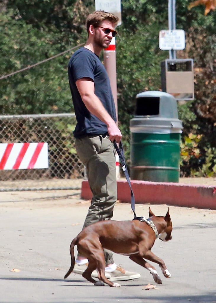 Liam Hemsworth Walking His Dog August 2015 | Pictures