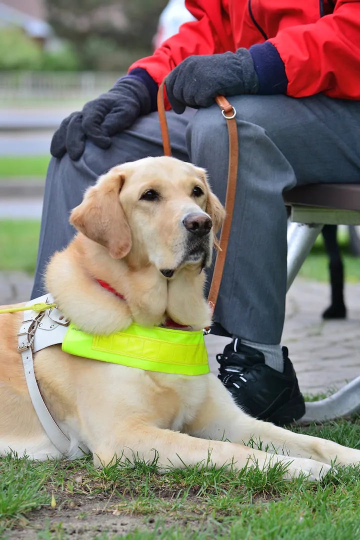 Meet & Learn How Guide Dogs Are Trained